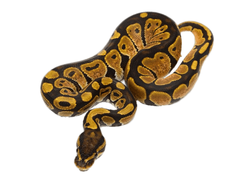 Ball Python