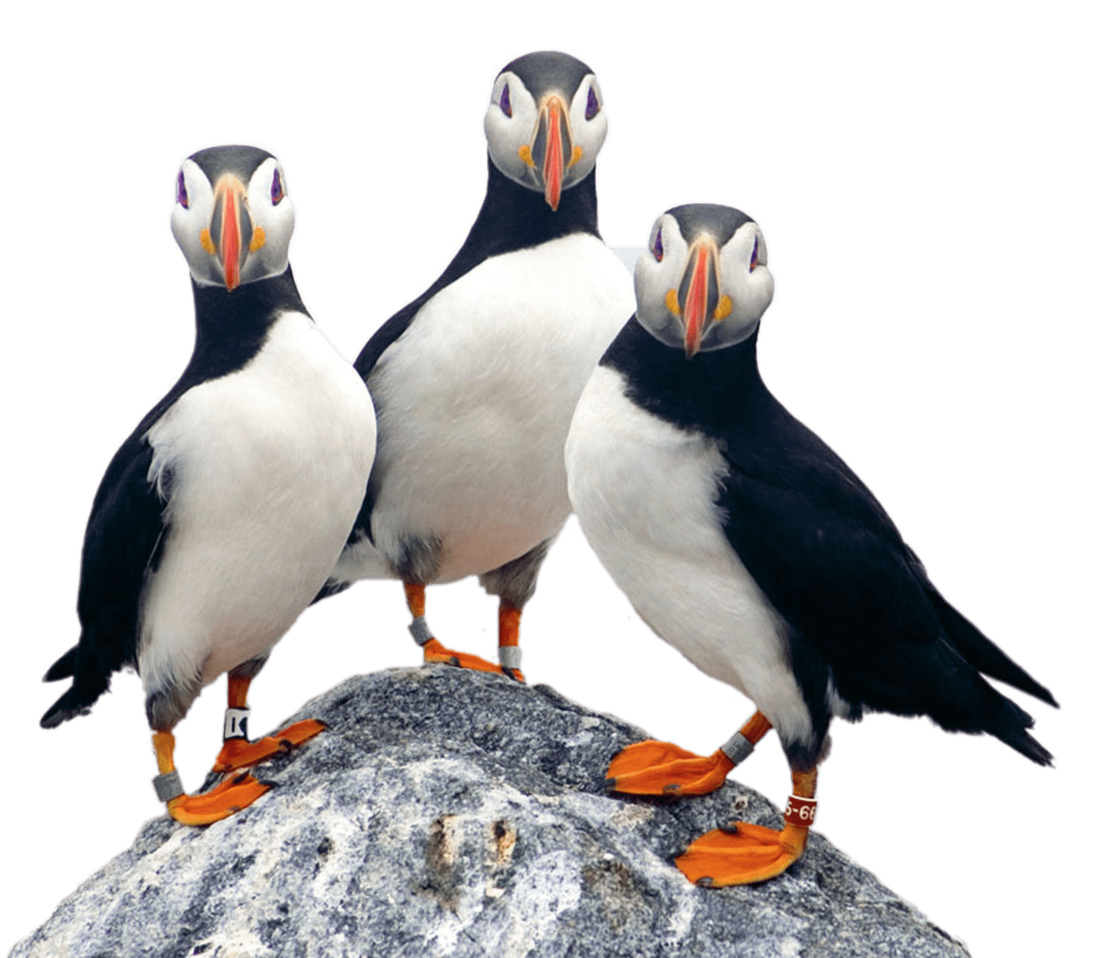 Three Puffins on A Rock
