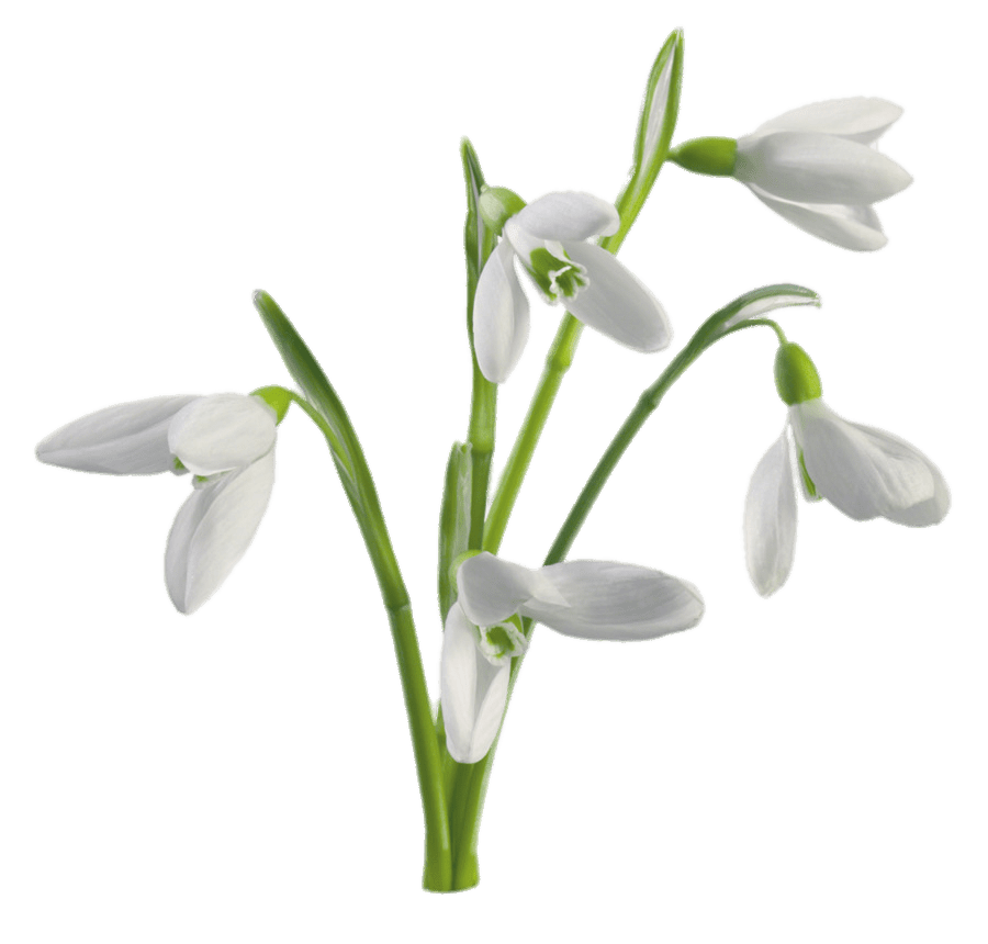Multiple Snowdrops Flowers