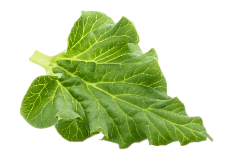 Rhubarb Leaf