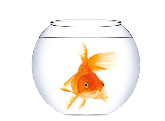 Goldfish In A Fish Bowl