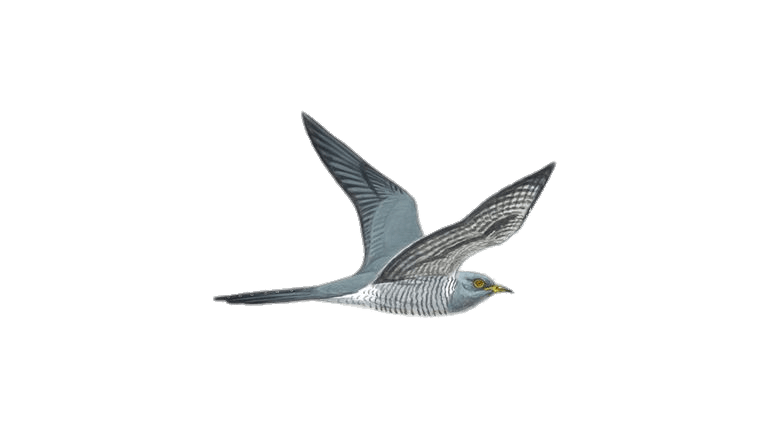 Flying Cuckoo Drawing