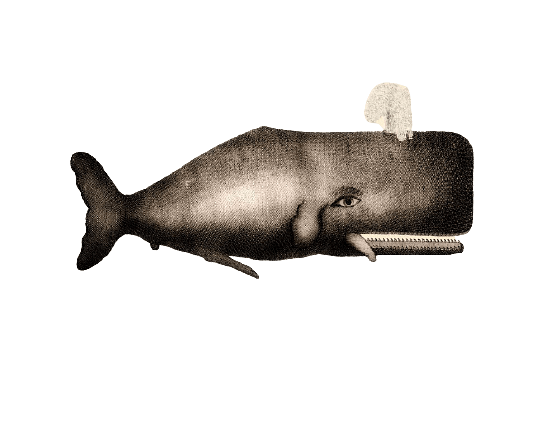 Sperm Whale Illustration