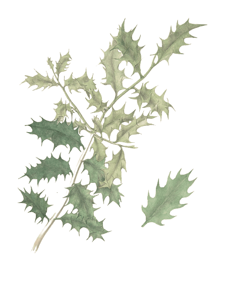 Holly Leaves Victorian Vintage Illustration