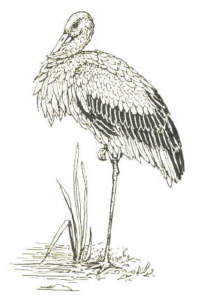 Vintage Stork Illustration