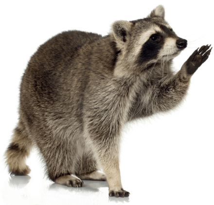 Raccoon Up
