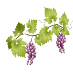 Grapes on Vine