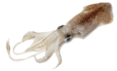 Squid
