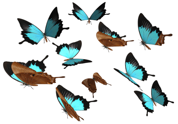 Butterflies Group Blue Brown Transaprent