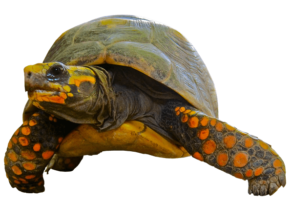 Tortoise Green Orange