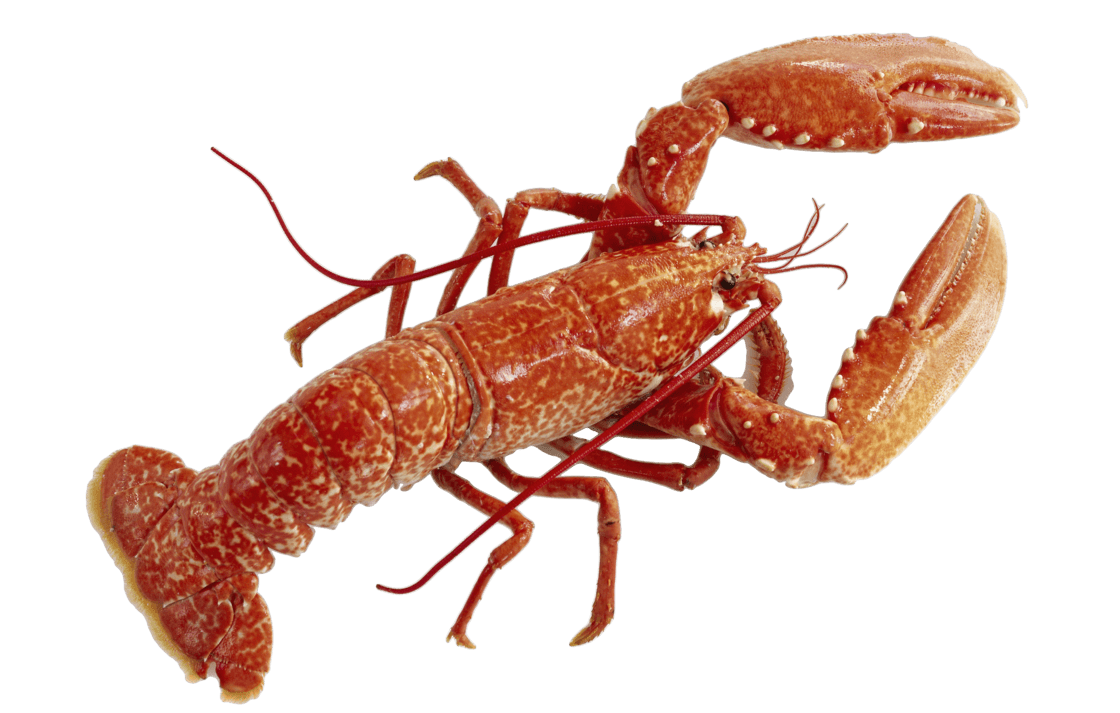 Lobster