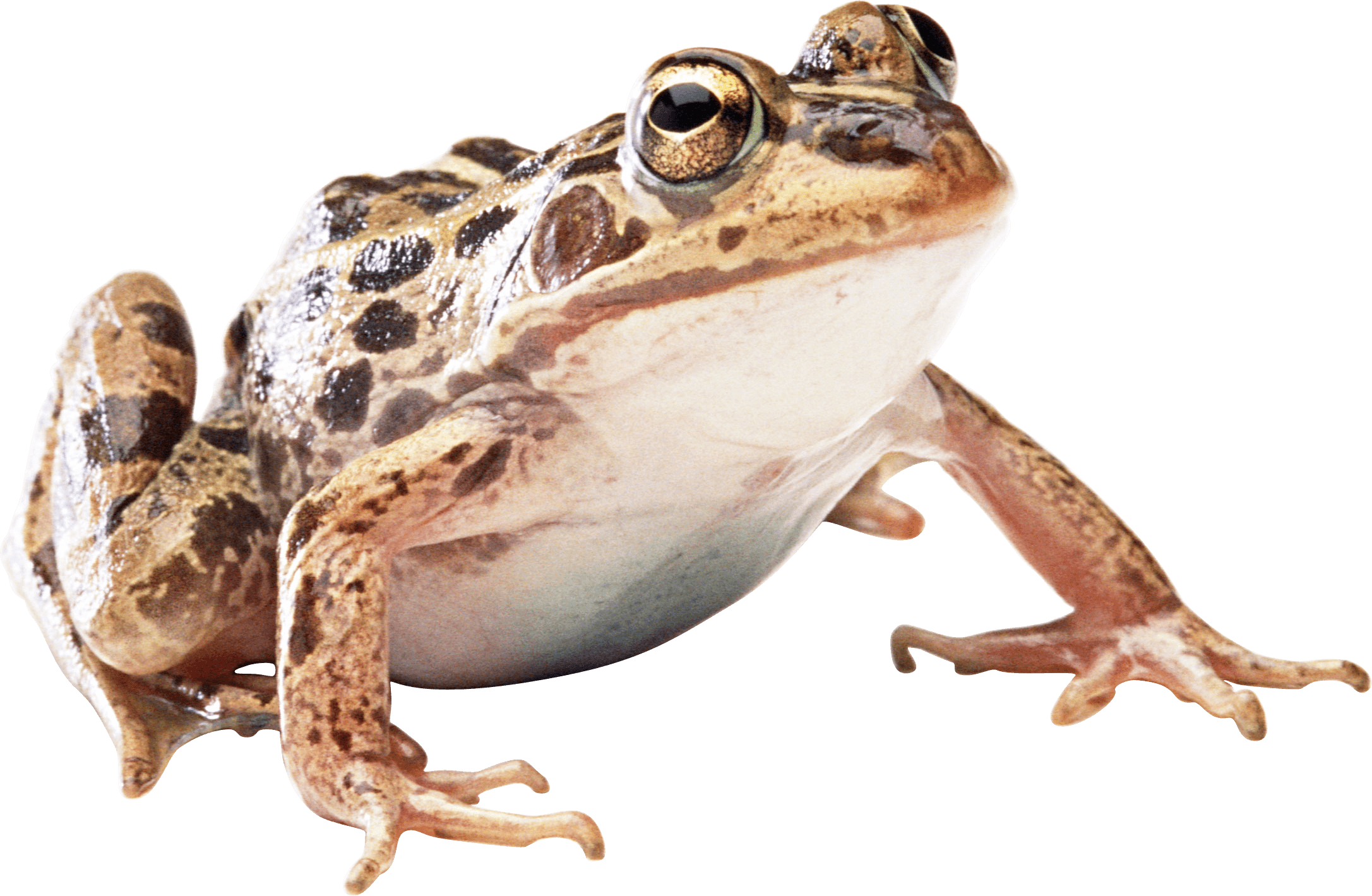 Brown Frog