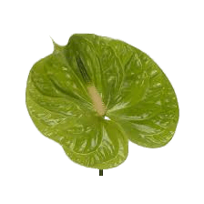 Green Anthurium