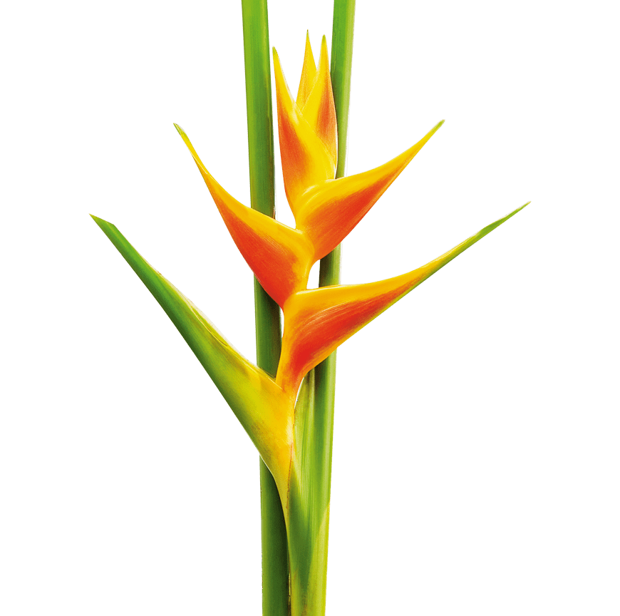 Yellow and Orange Heliconia