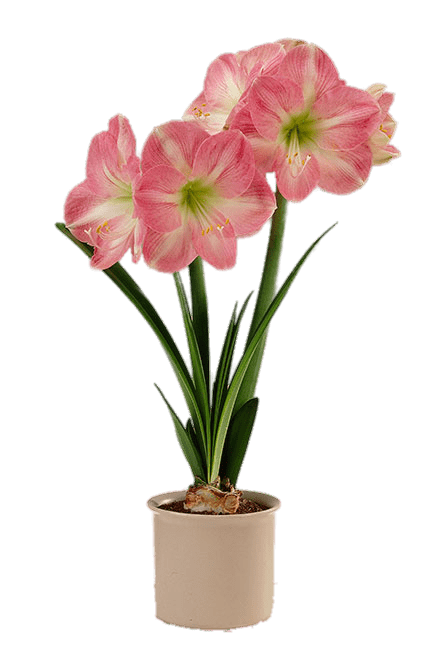 Pink and White Amaryllis In Flower Pot