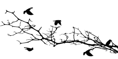 Bird Silhouettes on A Branch