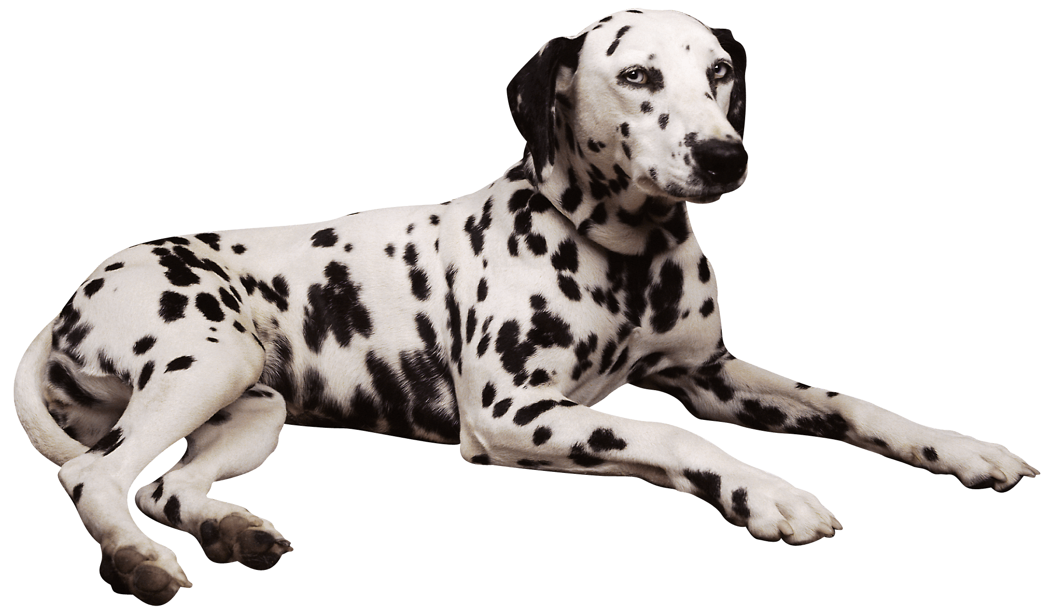 Dalmatian Lying Down