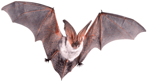 Bat Flying Open Wings