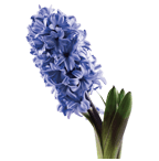 Purple Hyacinth