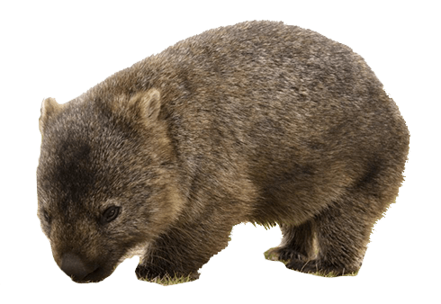 Cute Wombat