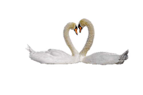 Swan Couple