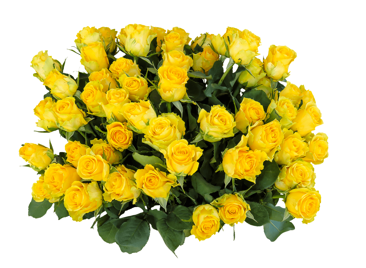 Bunch Of Yellow Roses