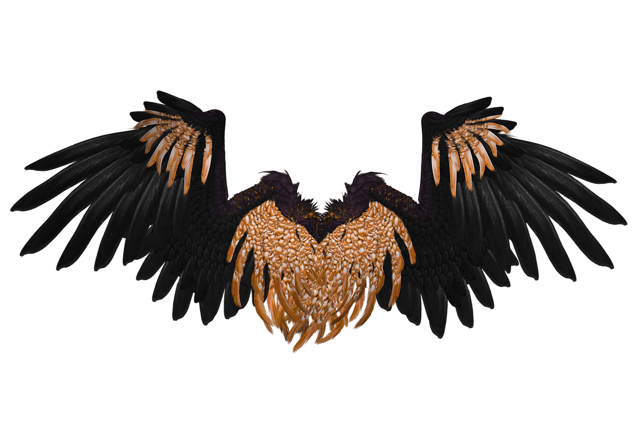 Wings Black and Brown Crow