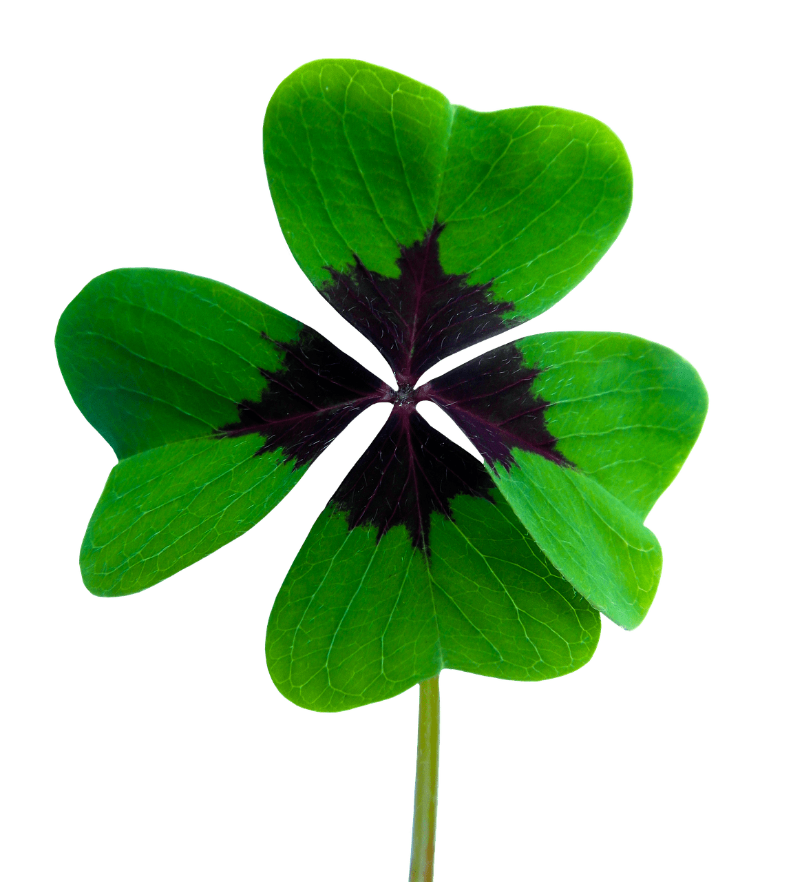 Symbol Good Luck Shamrock