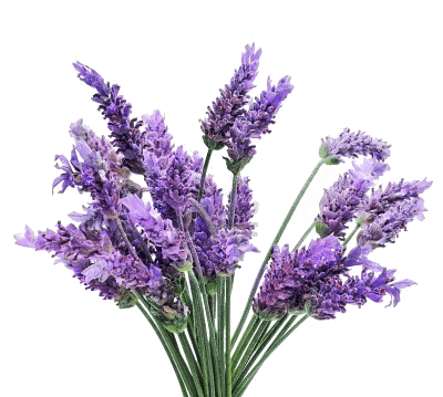 Lavender Bunch