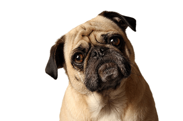 Pug Tilted Head