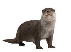 Full Size Otter