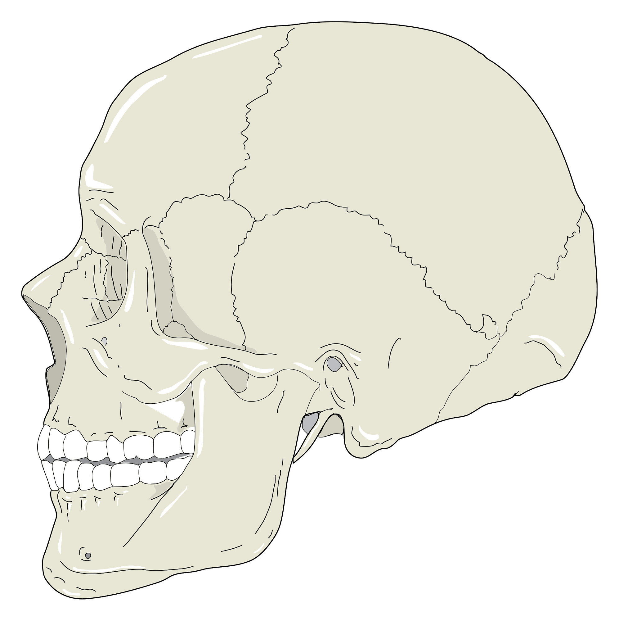 Human Skull Side View