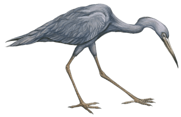 Little Blue Heron Drawing