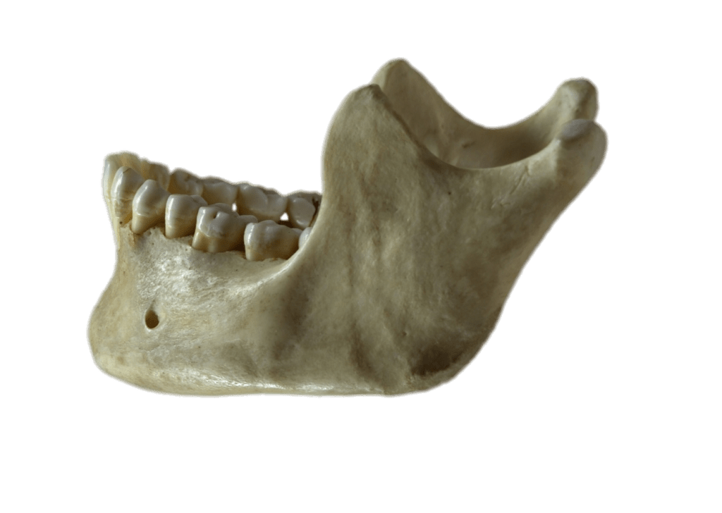 Mandible