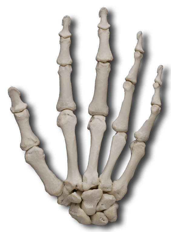 Carpal Bones