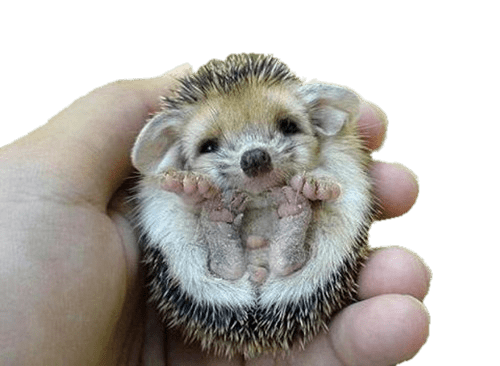 Hedgehog Flipped Over