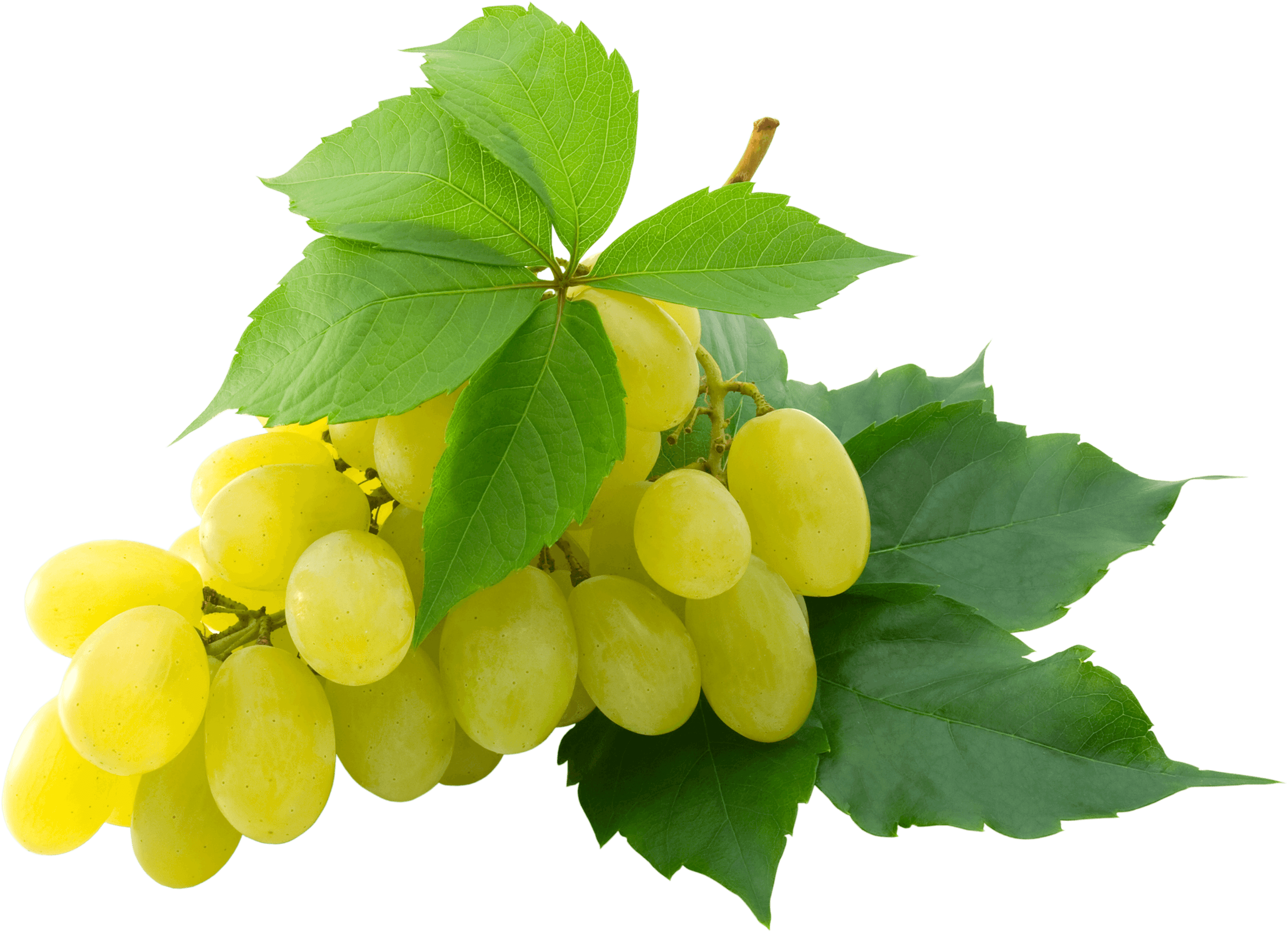 White Grape
