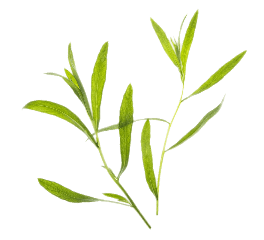 Tarragon