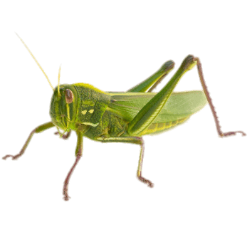 Green Grasshopper