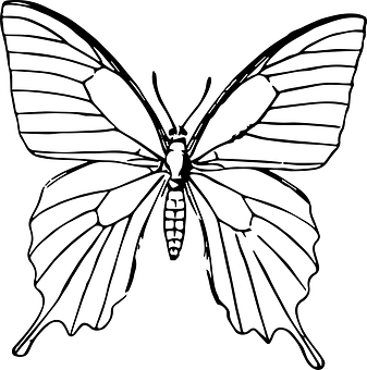 Black Butterfly Outline