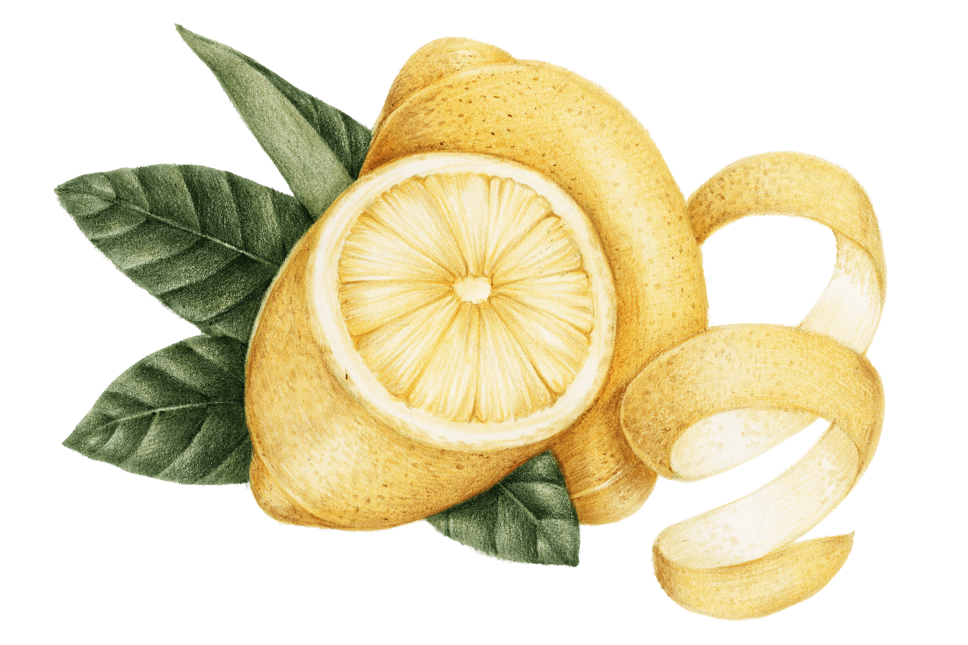 Lemon Vintage Illustration