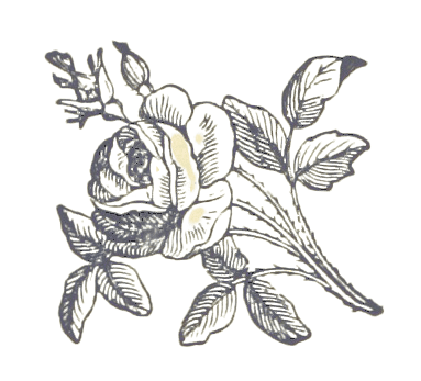 Beautiful Vintage Roses