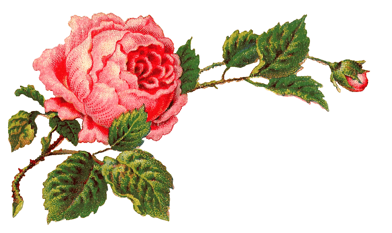 Victorian Vintage Roses On A Branch