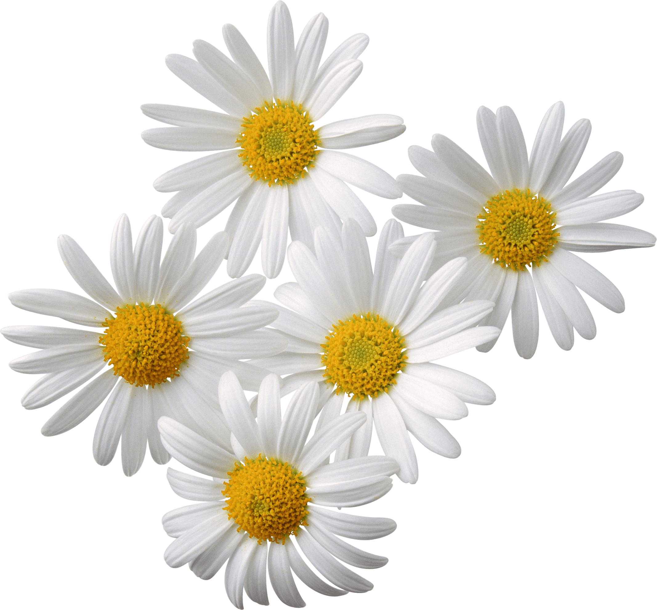 Flowers Daisy White Yellow