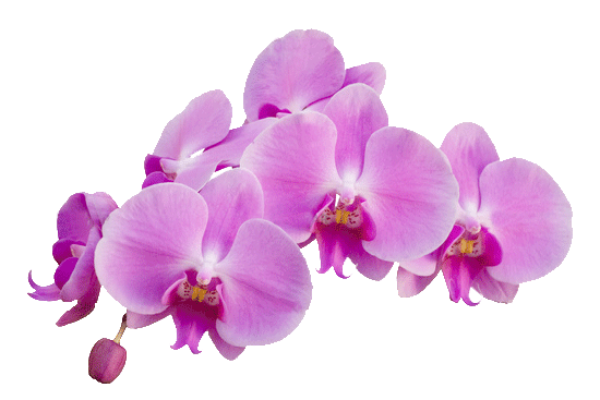 Orchid Purple