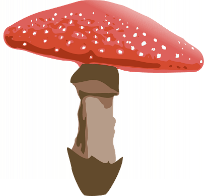 Coloured Fly Amanita