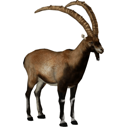 Ibex Brown