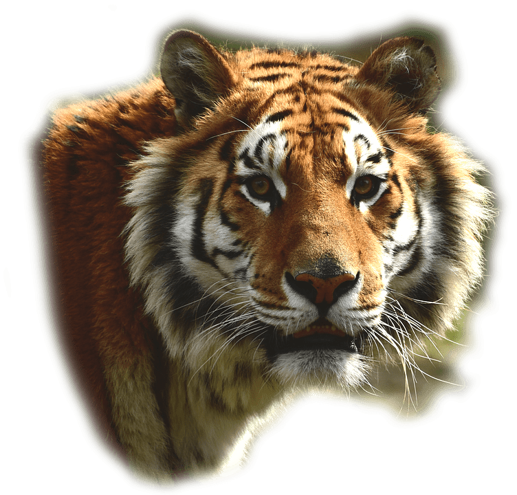 Bengal Tiger