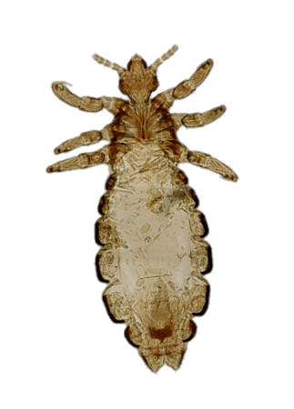 Head Louse
