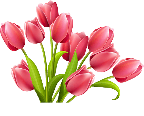 Rose Tulips